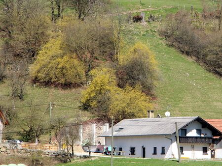Blühende Dirndlstauden oberhalb vom Geburtshaus