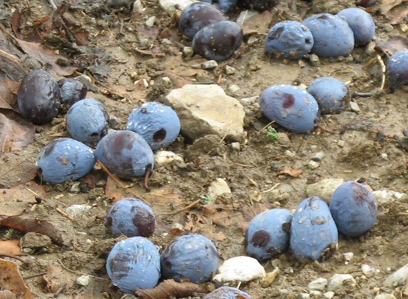 Datei:Fallzwetschken Detail.jpg