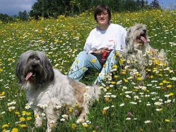 Mit Hunden spazieren