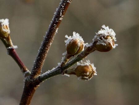 Reif auf den frotsfesten Dirndlknospen im Winter