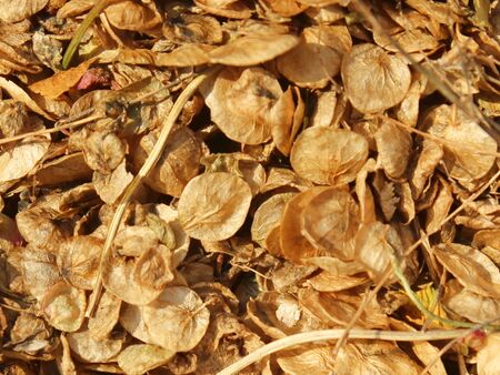 Samen der Grünen Gartenmelde