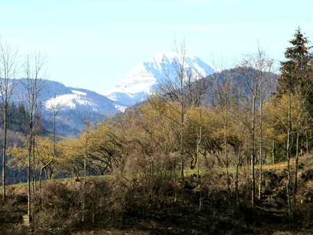 Dirndlblüte - Frühlingsanzeiger auf der Eben - Blick zum Ötscher