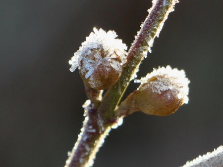 robust: Dindlknospen mit Raureif