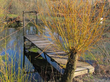 typische Kopfweide vor dem Schnitt