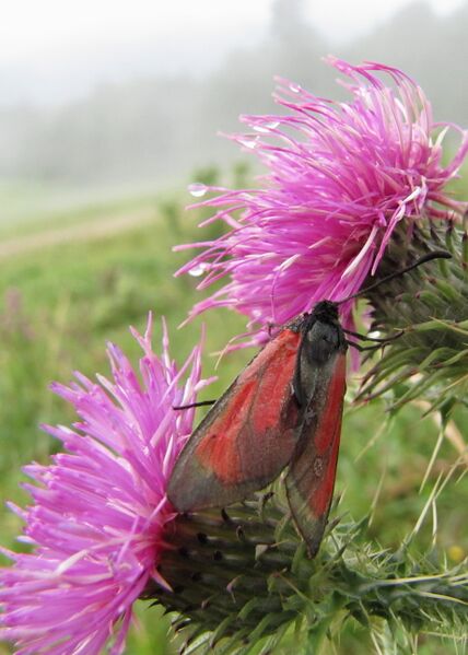 Datei:EST Distel Falter.jpg