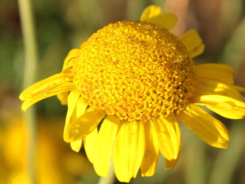 Datei:SG Kamille0.jpg