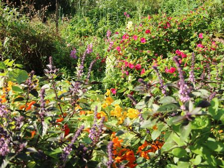 Naturgartenvielfalt
