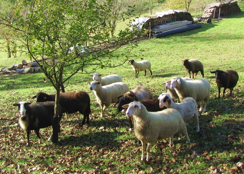 Datei:Schafe Obersattl.jpg