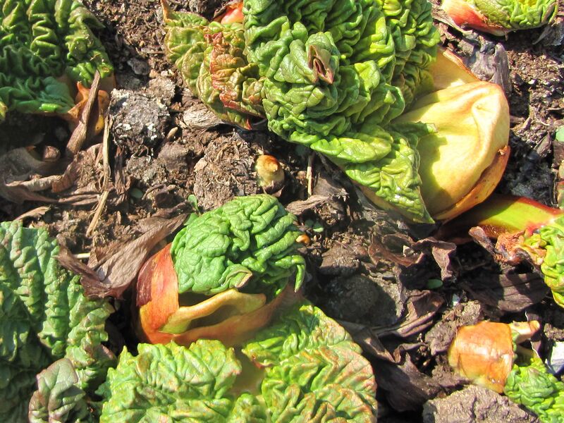 Datei:SG-Rhabarber Triebe.jpg