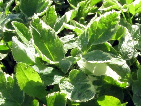 köstlicher bandagierter Giersch