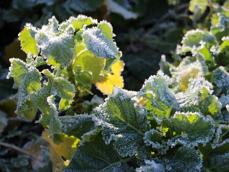 ewiges Kraut mit Reif im Dezember