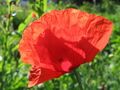 Klatschmohn - groß.jpg