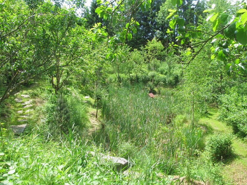 Datei:SG Südgartenbiotop Anf-Juni.jpg