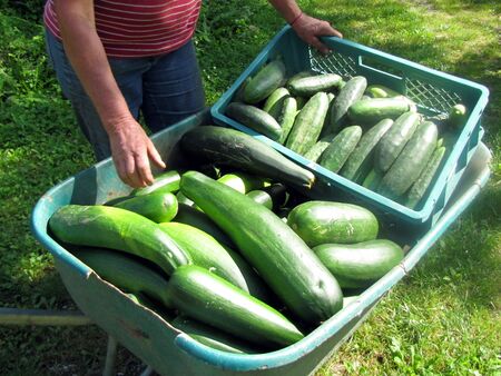 Ernte von Gurken und Zucchinis