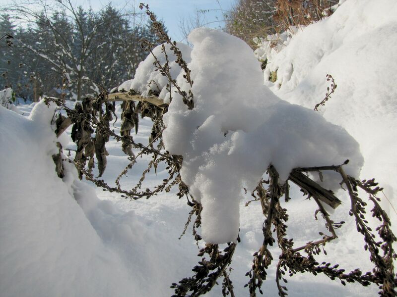 Datei:SG Königskerze im Winter.jpg