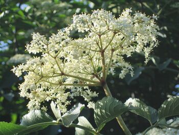 Schwarzer Holler: Blüte