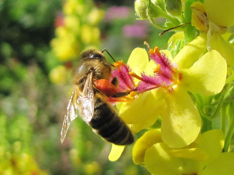 Datei:SG Biene auf Königskerze.jpg