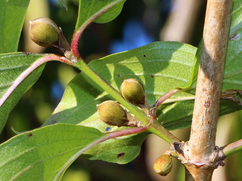 Datei:Dirndlknospen 20 09 16.JPG