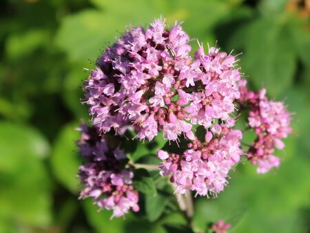 Dostblüte
