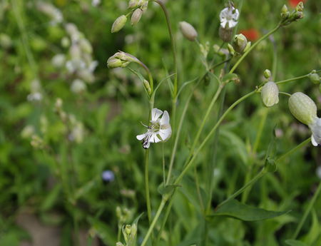 Klatschblumen