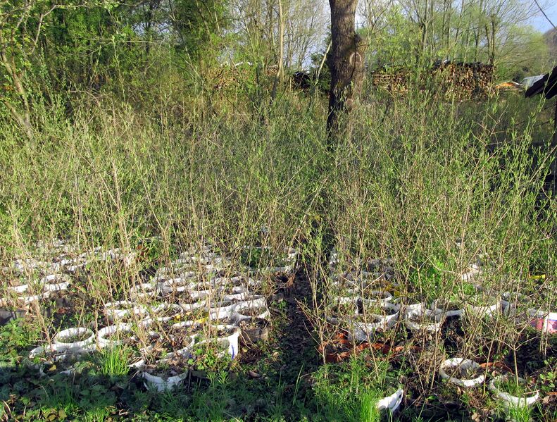 Datei:SG Dirndlnachzucht.jpg