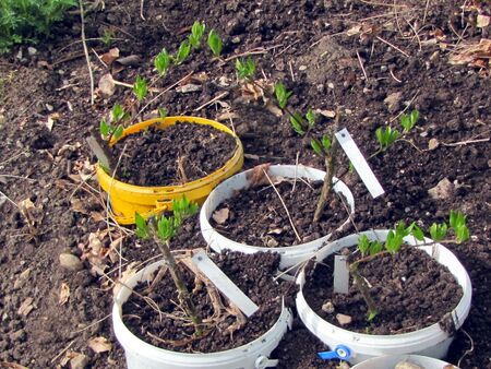 Dirndlnachzucht: veredelte "Gelbe Dirndln"