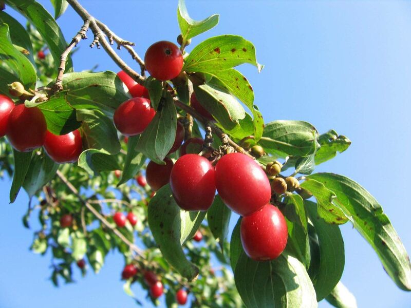 Datei:Dirndl reif.jpg