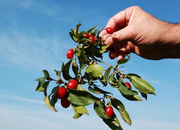 Dirndlzweig mit reifen Dirndln