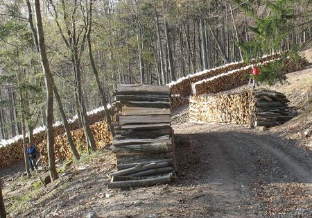 Brennholz: erneuerbare Energie aus dem Dirndltal