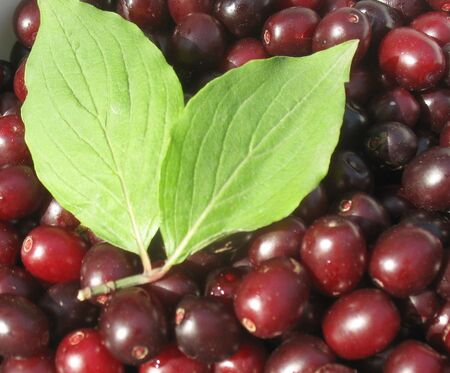 dunkle Dirndln mit Blatt