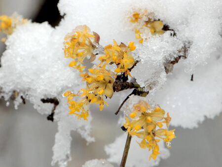 Verschneiter Dirndlblütenast - an das Klima angepasst - März