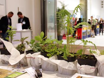 Pflanzen als Messe-Geschenk