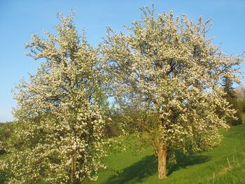 Birnenblüte am Gaisbühel 2010
