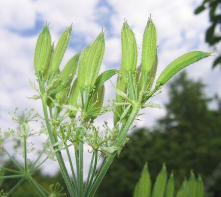 Bild:Süßdoldensamenstand