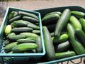 SG Ernte Gurken Zucchini.jpg