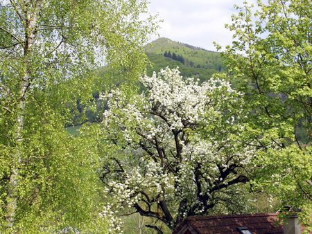 Blick auf Gaisbühel
